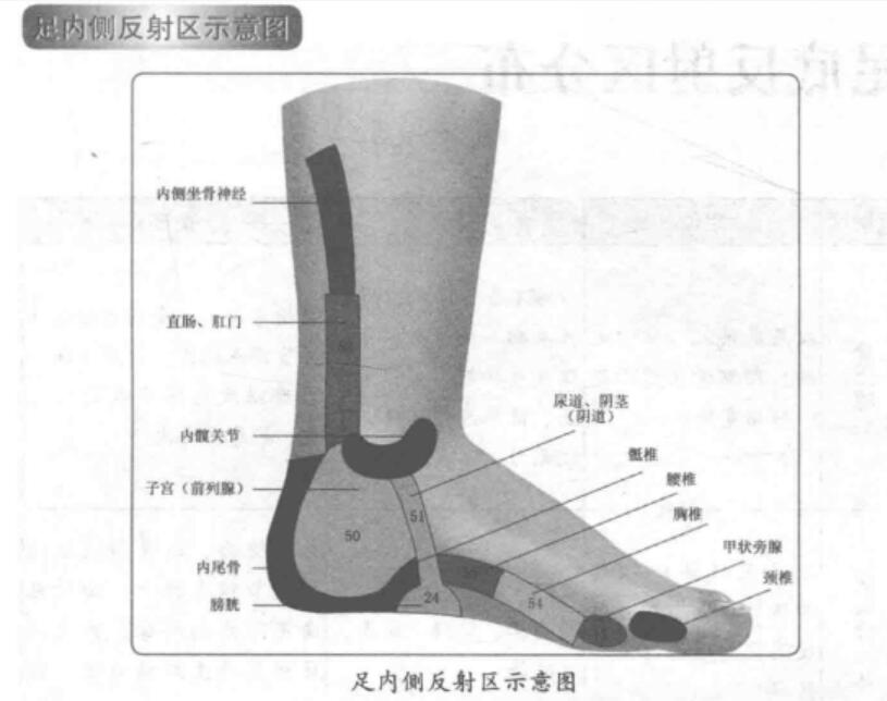 足内侧反射区示意图