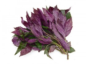 紫背天葵的功效与作用,紫背天葵图片