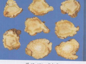 当归配白芍在临床中的应用