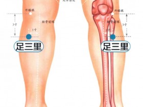足三里的准确位置图片,足三里穴的功效与主治