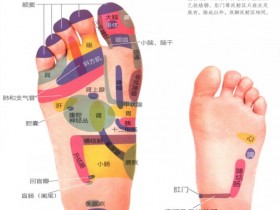 足底反射区图片