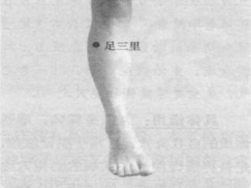 足三里的准确位置图片与作用,快速找法,穴位定位