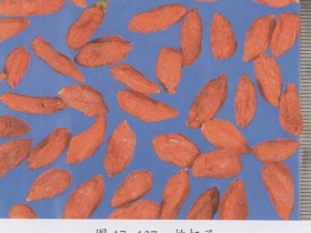 眩晕、头痛的食疗偏方