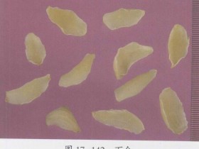 肺虚咳嗽，肺热咳嗽的食疗方法