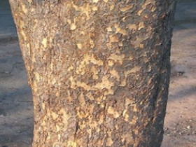 榆皮的功效与作用