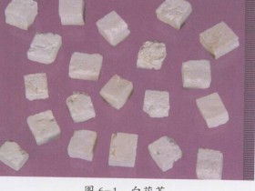 茯苓的功效与作用