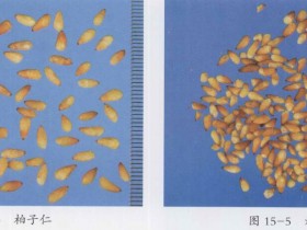 柏实的功效与作用