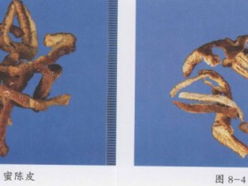 橘皮的功效与作用