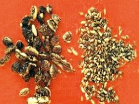 槐实的功效与作用