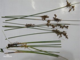 石龙刍的功效与作用