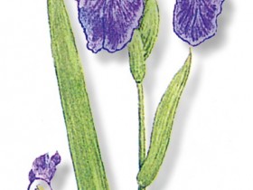 杜若的功效与作用