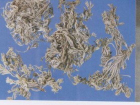 茵陈蒿的功效与作用