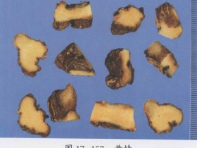 止咳化痰润肺的偏方大全