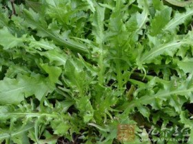 清热祛湿汤有哪些,清热祛湿汤食谱大全