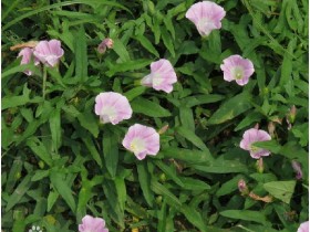 旋花的功效与作用