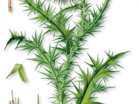 飞廉的功效与作用