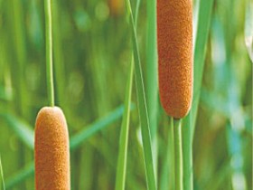 香蒲的功效与作用