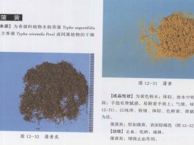 蒲黄的功效与作用,中药蒲黄图片