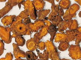 黄连的功效与作用及禁忌,中药黄连图片