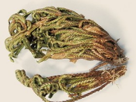 卷柏的功效与作用,中药卷柏图片