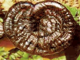 紫芝的功效与作用