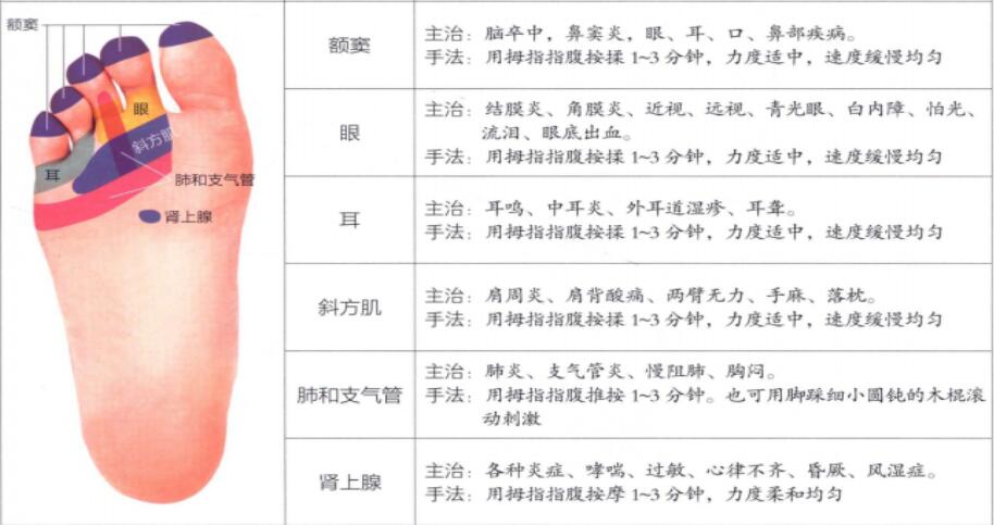 足底反射区图片2