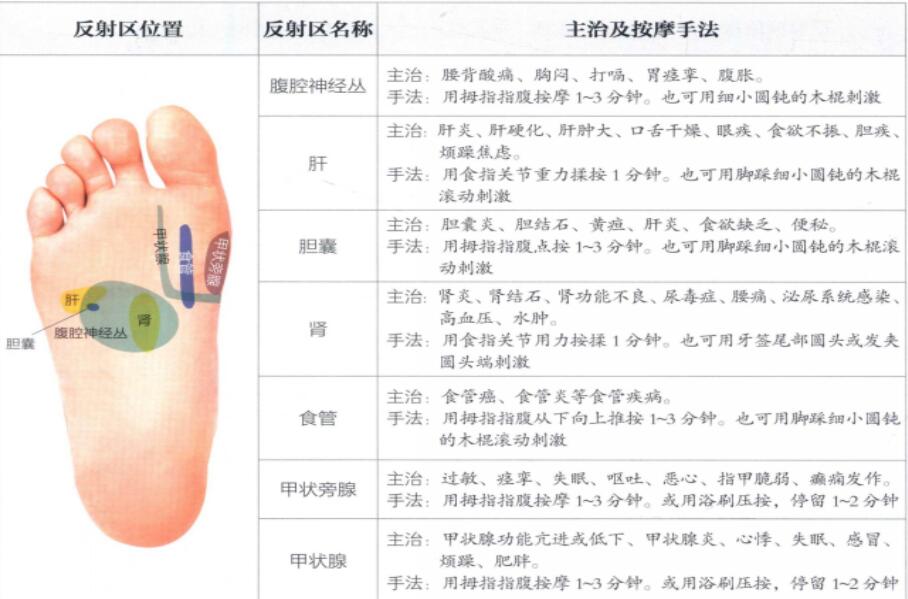 足底反射区图片3