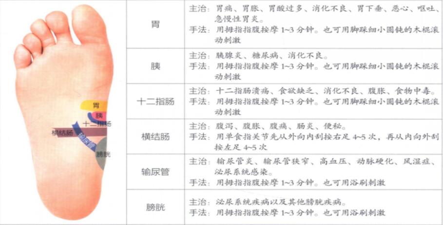 足底反射区图片4