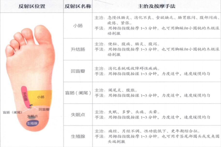 足底反射区图片5