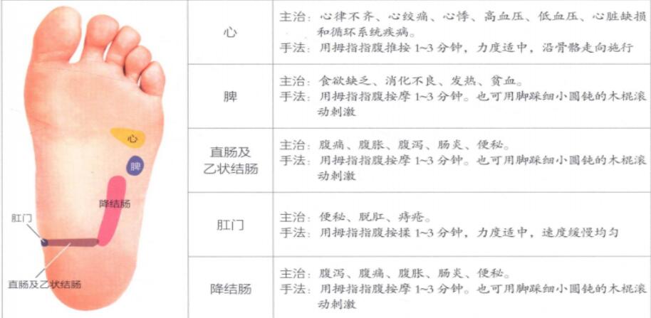 足底反射区图片6