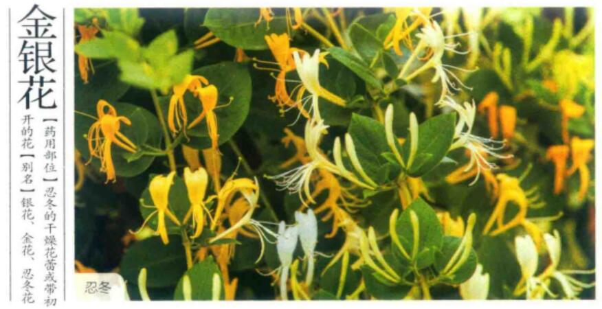 金银花