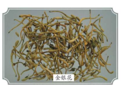 金银花图片