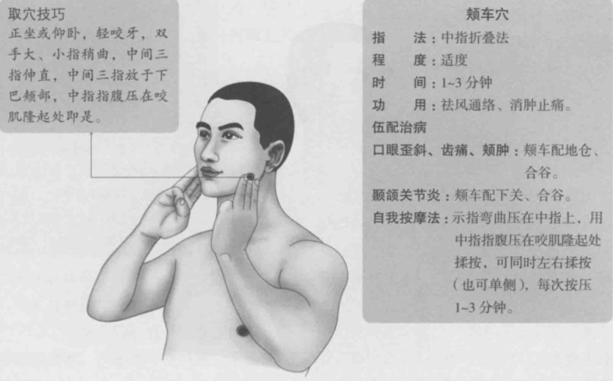 颊车的准确位置图