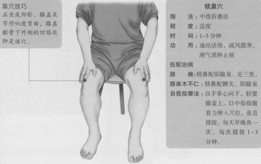 犊鼻的准确位置图