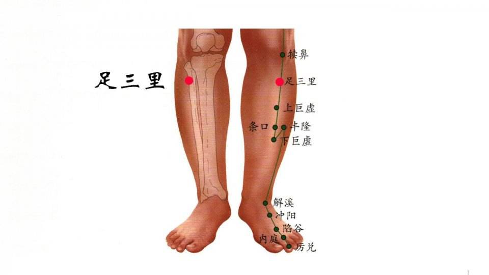 足三里穴的准确位置图片