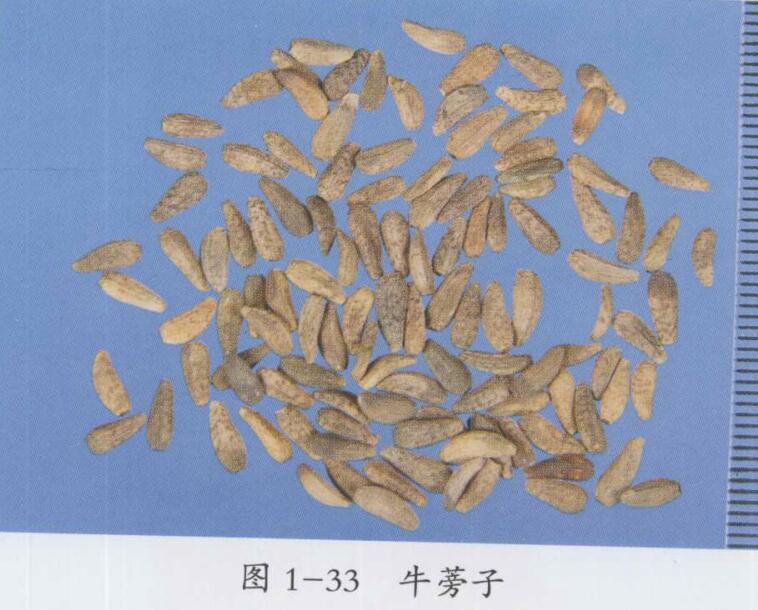 牛蒡子图片