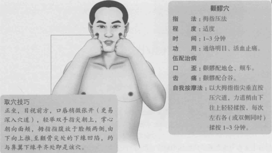 颧髎的准确位置图