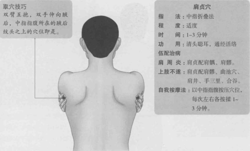 肩贞的准确位置图