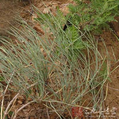 麻黄用来治咳嗽