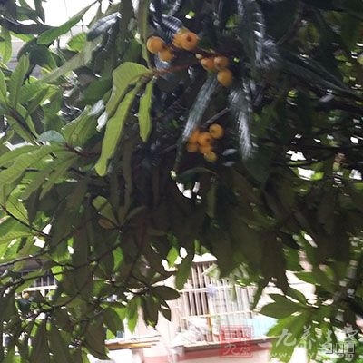 将枇杷叶洗净，用干净纱布包好