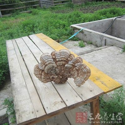 取灵芝20克，连续煎服3天