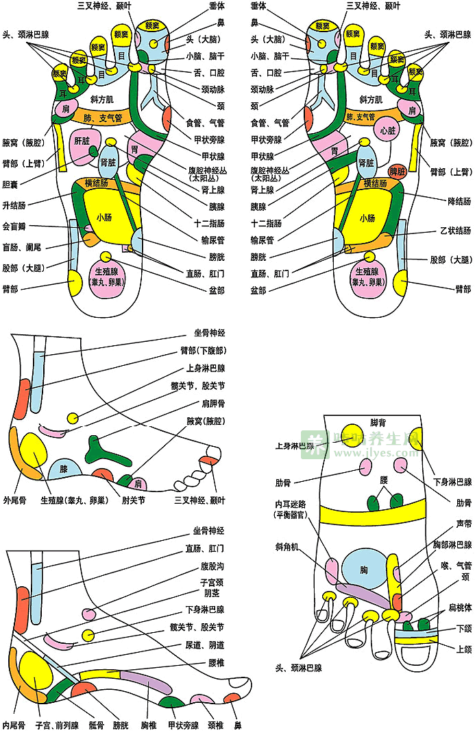 足部反射区高清图