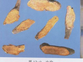 地榆的功效与作用,中药地榆图片