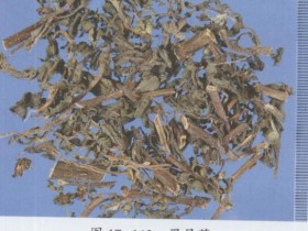 旱莲草的功效与作用,中药墨旱莲图片