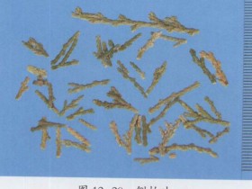 侧柏叶的功效与作用,侧柏叶的用法用量,中药侧柏叶图片