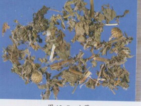 小蓟的功效与作用,中药小蓟图片