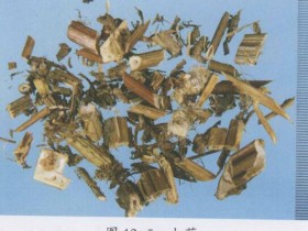 大蓟的功效与作用,中药大蓟图片