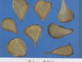 四逆汤组成,方歌方解,医案分析,功效与作用