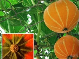 夏天老年人该如何饮食,夏天老人吃什么好