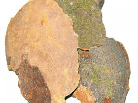 松针灵芝的功效与作用